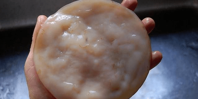 Champignon de thé