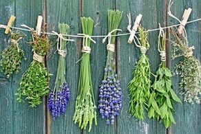 Herbes pour traiter la mycose des ongles des pieds.