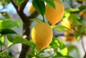 citron pour les champignons des pieds